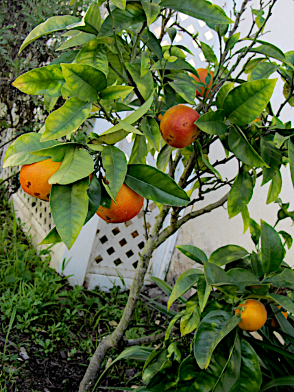 blood orangge new.png